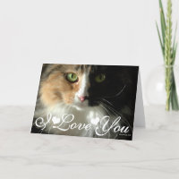 The Cat's Eyes Photo Image I Love You