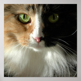 The Cat's Eyes Poster