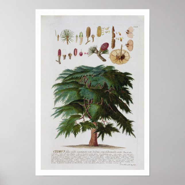 The Cedar, engraved by Johann Jakob Haid (1704-67) Poster (Front)