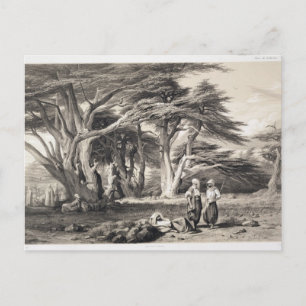 The Cedars of Lebanon, engraved by Freeman (sepia Postcard