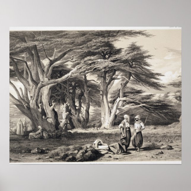The Cedars of Lebanon, engraved by Freeman (sepia Poster (Front)