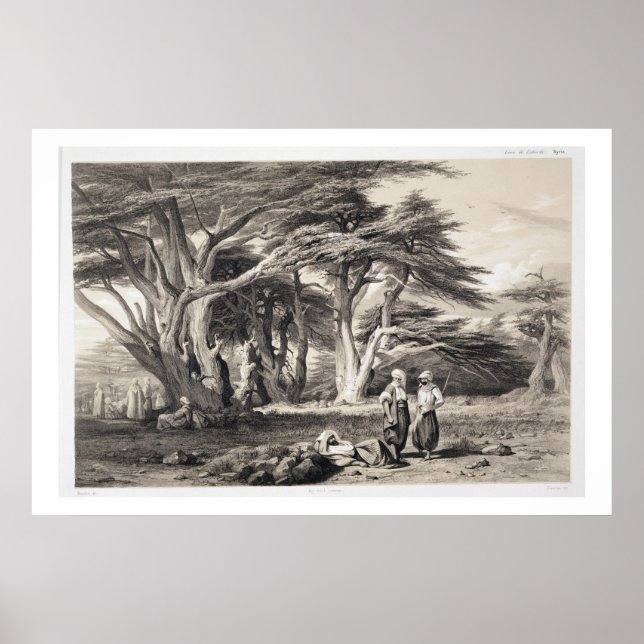 The Cedars of Lebanon, engraved by Freeman (sepia Poster (Front)
