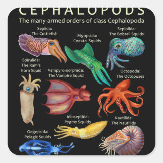 The Cephalopod Octopus Squid Cuttlefish Square Sticker