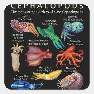 The Cephalopod Octopus Squid Cuttlefish Square Sticker