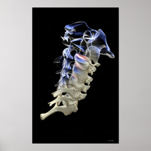 The Cervical Vertebrae 4 Poster