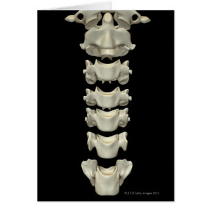 The Cervical Vertebrae 7