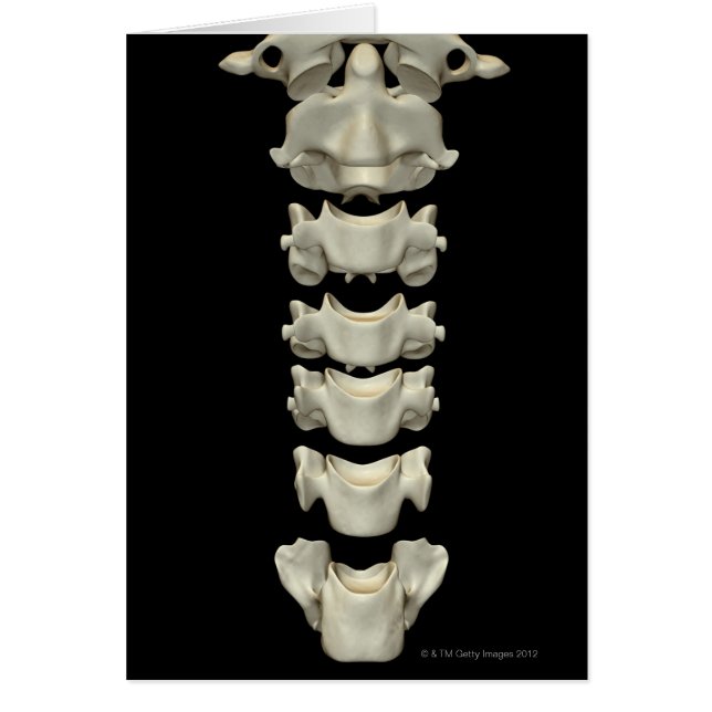 The Cervical Vertebrae 7 (Front)