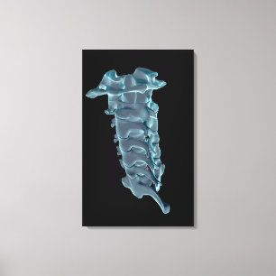 The Cervical Vertebrae Canvas Print