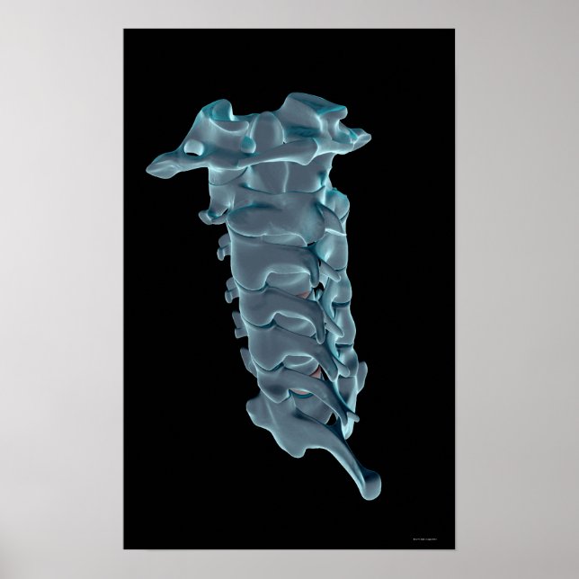 The Cervical Vertebrae Poster (Front)