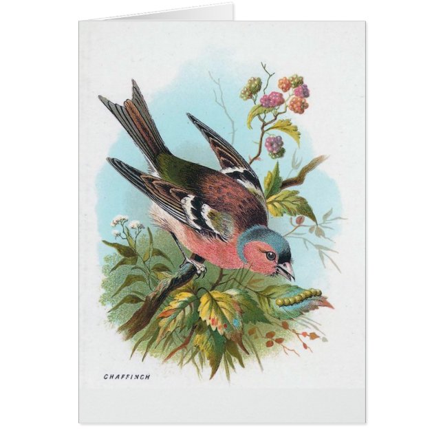 The Chaffinch (Front)