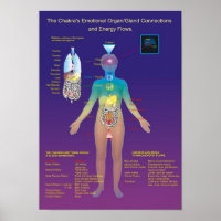 The Chakra Organ / Gland and Energy Flow