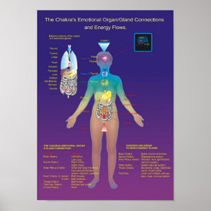 The Chakra Organ / Gland and Energy Flow Poster