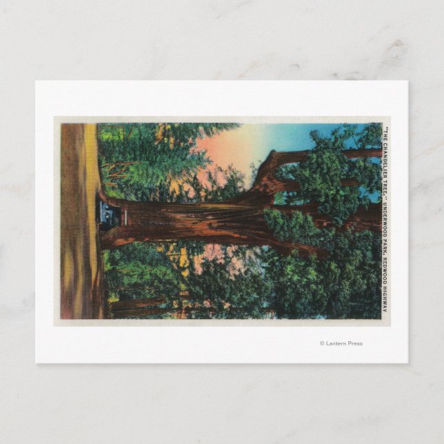 The Chandelier Tree, Underwood Park Postcard (Front)
