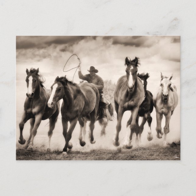 The Chase I Postcard (Front)