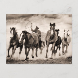 The Chase I Postcard