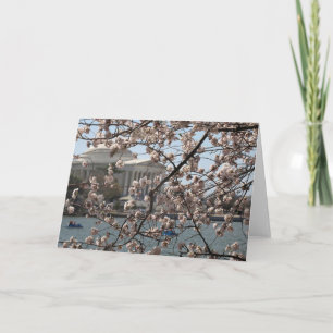 The Cherry Blossoms In Bloom In Washington DC Card