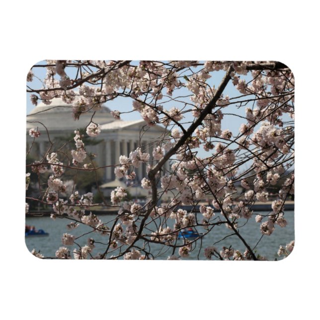 The Cherry Blossoms In Bloom In Washington DC Magnet (Horizontal)