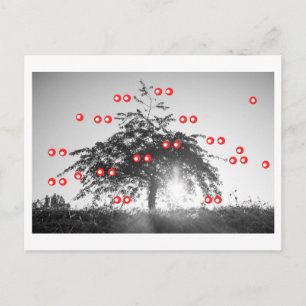 The Cherry Tree Postcard