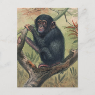 The Chimpanzee by Joseph Wolf Postcard