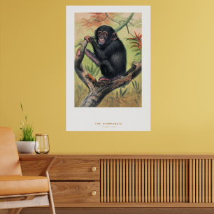 The Chimpanzee, Zoological Sketches, Poster