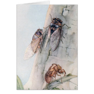 THE CICADA 2