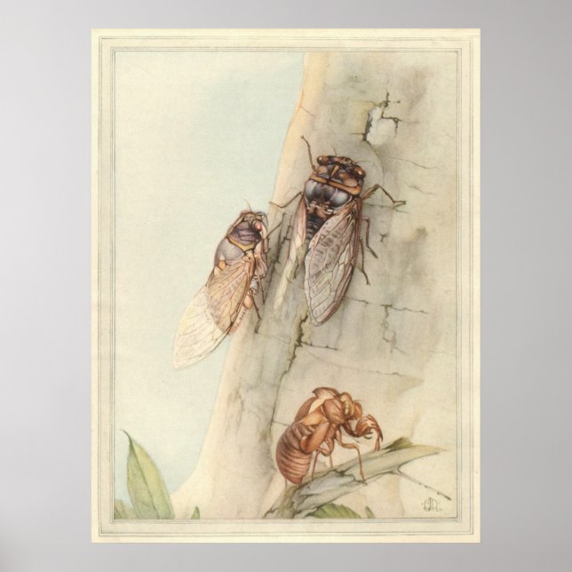 THE CICADA - Insect Book Illustration Poster (Front)