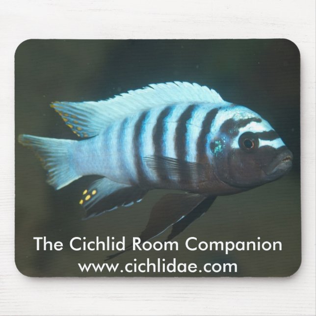 The Cichlid Room Companion - Metriaclima zebra Mouse Mat (Front)