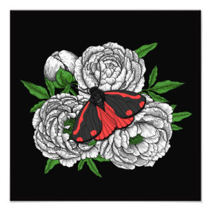 The cinnabar moth photo print