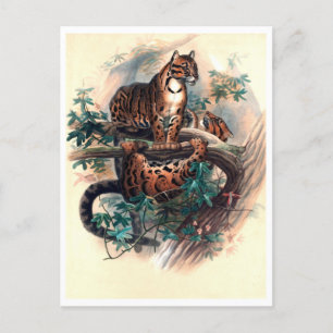 The Clouded Tiger by Joseph Wolf Postcard