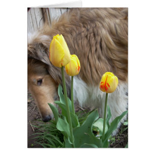 The Collie and the Tulips