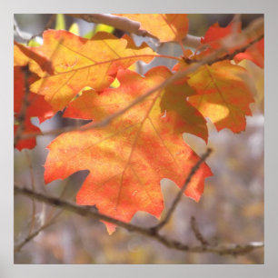 The Color Of Autumn Poster
