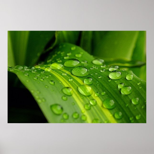 The Colour of Rain.. Poster (Front)