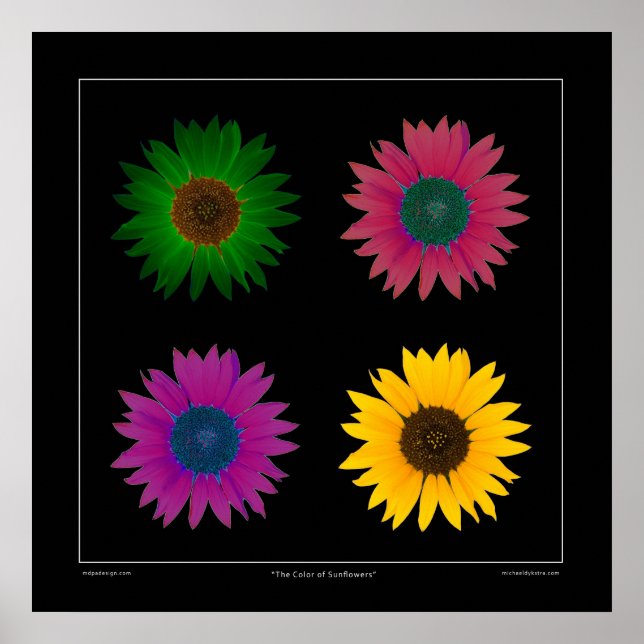 "The Colour of Sunflowers" Designer Poster on (Front)