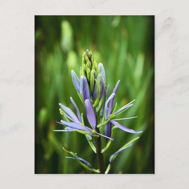 The Colour Purple Postcard (Front)