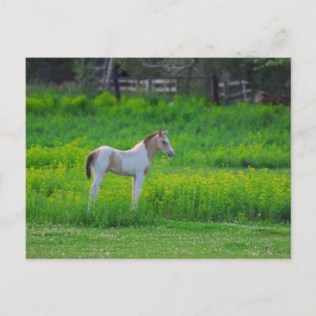 The Colt Postcard (Front)