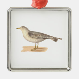 The Common American Gull (Larus zonorhyncus) Metal Tree Decoration