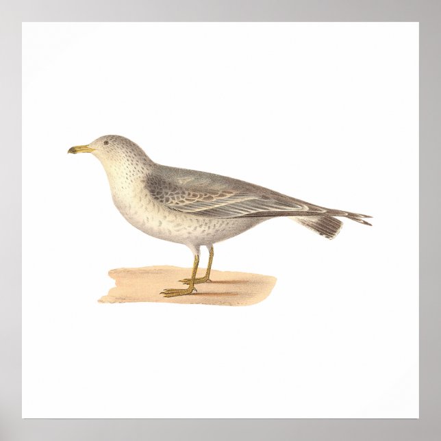 The Common American Gull	(Larus zonorhyncus) Poster (Front)