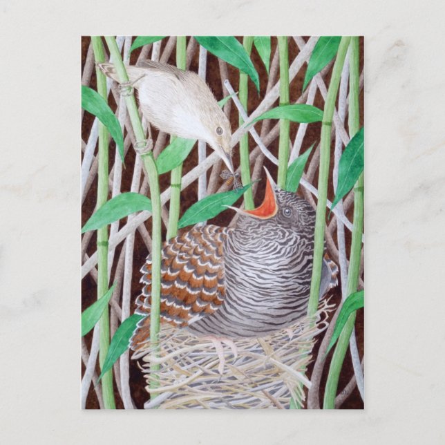 The Common Cuckoo Postcard (Front)