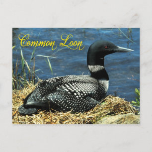 The Common Loon nesting in Alaska Postcard