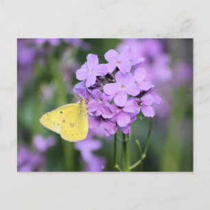 The Complimentary One Butterfly Photography Art Postcard