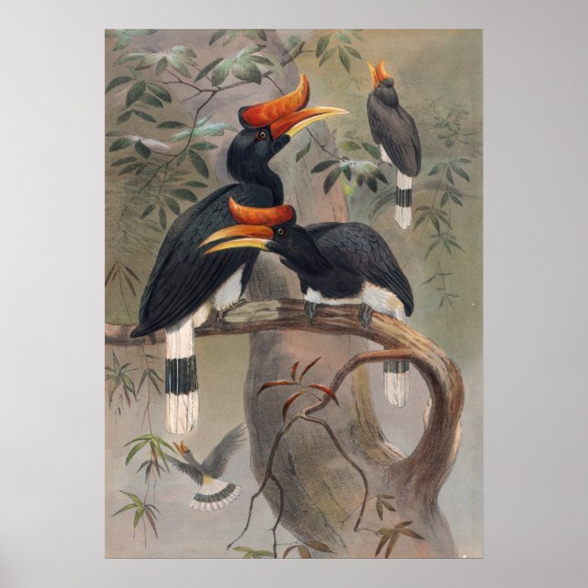 The Concave-Casqued Hornbill by Joseph Wolf Poster (Front)