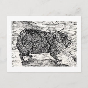 The cony, Or Syrian Rock Hyrax Postcard