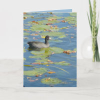 The Coot