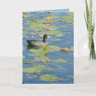 The Coot Card