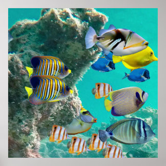 The Coral Reef with Tropical Fish Poster