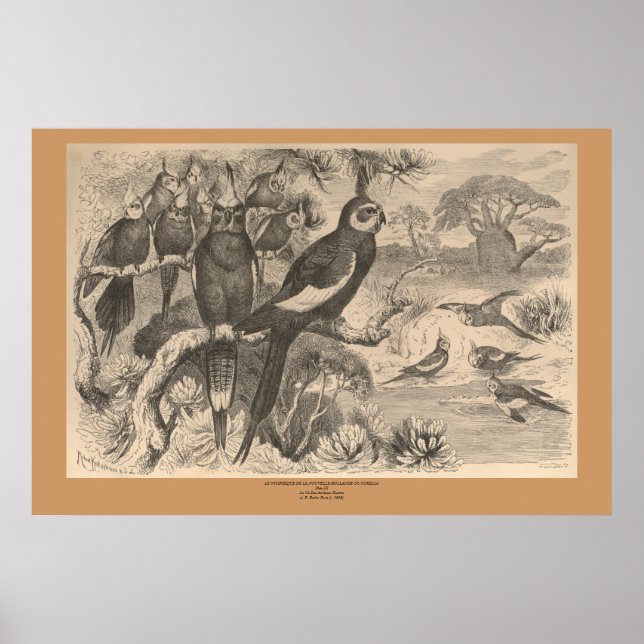 The Corella  Poster (Front)