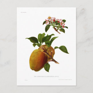 The Cornish Gilliflower Apple Postcard