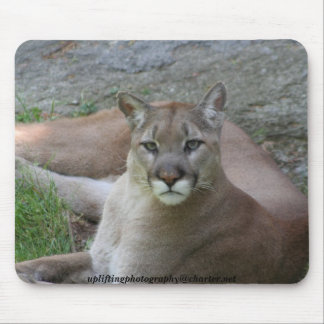 The cougar mouse mat