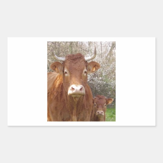 The cow and his calf - the cow and its calf rectangular sticker