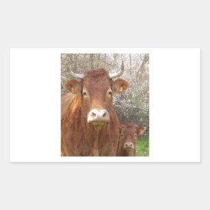 The cow and his calf - The cow and its veal Rectangular Sticker